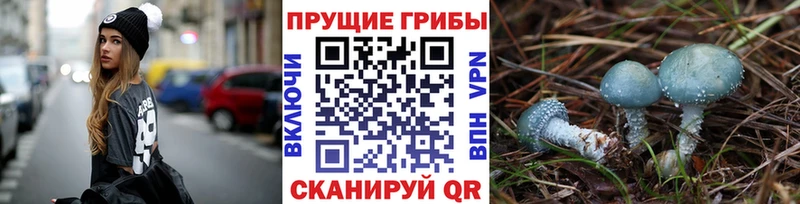 купить   Ермолино  Псилоцибиновые грибы мицелий 
